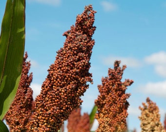 Semillas de sorgo - Orgánicas, de variedad tradicional, de polinización abierta, sin OMG - Cultivo en interiores, exteriores, en macetas, bancales, tierra, hidroponía y acuaponía.