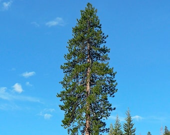 Pine Tree Seeds - Heirloom, Open Pollinated, Non GMO - Grow Indoors, Outdoors, In Pots, Grow Beds, Soil, Hydroponics & Aquaponics