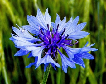Blue Cornflower Seeds - Grow Beautiful Flowers Indoors, Outdoors, In Pots, Grow Beds, Soil, Hydroponics & Aquaponics