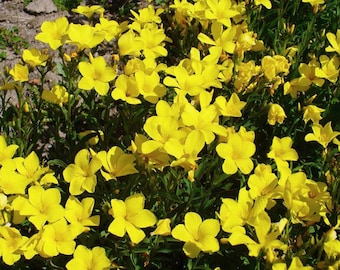 May include: A close-up of a patch of bright yellow flowers in bloom. The flowers are clustered together in a lush green garden setting.
