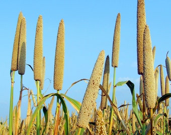 Graines de millet biologiques - Anciennes, pollinisation libre, sans OGM - Culture à l'intérieur, à l'extérieur, en pots, dans des plates-bandes, dans la terre, culture hydroponique et aquaponie