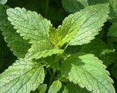 Lemon Balm Organic Seeds - Heirloom, Open Pollinated, Non GMO - Grow Indoors, Outdoors, In Pots, Grow Beds, Soil, Hydroponics Aquaponics