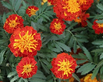 Rode goudsbloemzaden - kweek prachtige bloemen binnen, buiten, in potten, kweekbedden, aarde, hydrocultuur en aquacultuur