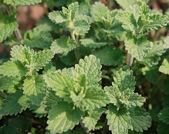 Semillas de hierbas Catnip - Heirloom, Non GMO - Crecer en interiores, exteriores, en macetas, camas de cultivo, suelo, hidroponía y acuaponia