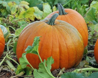 Semillas de calabaza de azúcar - Orgánicas, de variedad tradicional, de polinización abierta, sin OMG - Cultivo en interiores, exteriores, macetas, camas de cultivo, tierra, hidroponía y acuaponía.