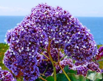 Sea Lavender Flower Seeds - Grow Beautiful Flowers Indoors, Outdoors, In Pots, Grow Beds, Soil, Hydroponics & Aquaponics