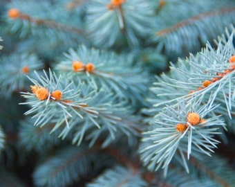 Blue Spruce Tree Seeds - Heirloom, Open Pollinated, Non GMO - Grow Indoors, Outdoors, In Pots, Grow Beds, Soil, Hydroponics & Aquaponics