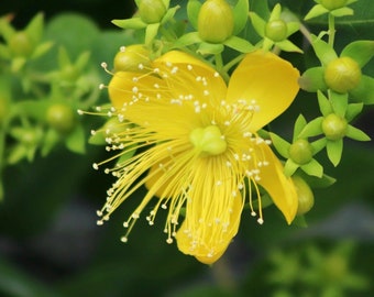 Semillas orgánicas de St. John's Wort - Reliquia, polinización abierta, sin OGM - Cultivar en interiores, exteriores, en macetas, camas de cultivo, hidroponía y acuaponia