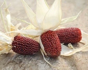 Strawberry Popcorn Seeds - Organic, Heirloom, Open Pollinated, Non GMO - Grow Indoors, Outdoors, In Grow Beds, Hydroponics & Aquaponics