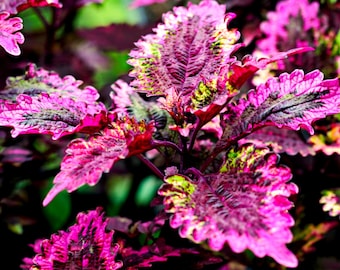 Coleus Rainbow Mix Seeds - Grow Beautiful Flowers Indoors, Outdoors, In Pots, Grow Beds, Soil, Hydroponics & Aquaponics