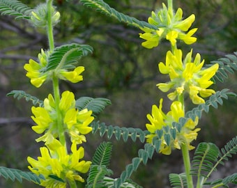 Astragalus Herb Seeds - Heirloom, Non GMO - Indoors, Outdoors, In Pots, Grow Beds, Soil, Hydroponics & Aquaponics