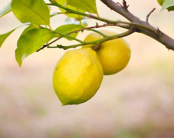 Lemon Seeds - Organic, Heirloom, Open Pollinated, Non GMO - Grow Indoors, Outdoors, In Pots, Grow Beds, Soil, Hydroponics & Aquaponics