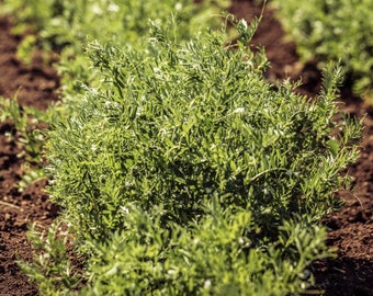 Lentil Seeds - Organic, Heirloom, Open Pollinated, Non GMO - Grow Indoors, Outdoors, In Pots, Grow Beds, Soil, Hydroponics & Aquaponics