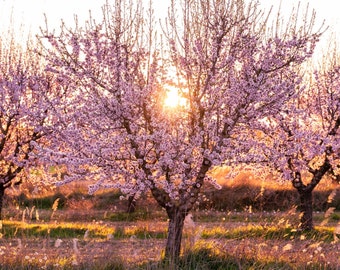 Almond Tree Organic Seeds - Heirloom, Open Pollinated, Non GMO - Grow Indoors, Outdoors, In Pots, Grow Beds, Soil, Hydroponics & Aquaponics