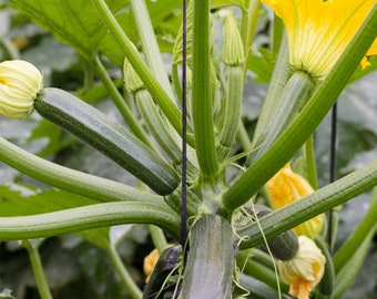 May include: Close-up of a zucchini plant with multiple green zucchinis growing on it. The plant has large yellow flowers and is growing vertically.