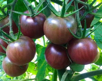 Tomato Black Cherry Organic Seeds - Heirloom, Non GMO - Grow Indoors, Outdoors, Pots, Grow Beds, Soil, Hydroponics, Aquaponic