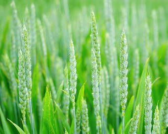 Spelt Seeds - Organic, Heirloom, Open Pollinated, Non GMO - Grow Indoors, Outdoors, In Pots, Grow Beds, Soil, Hydroponics & Aquaponics