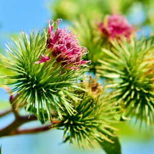 May include: Close-up of a cluster of pink and purple flowers with green spiky leaves. The flowers are in bloom and have a delicate, feathery texture.