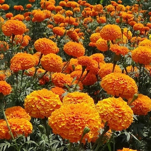 Puede incluir: Un campo de flores de caléndula naranja vibrantes en plena floración. Las flores están dispuestas en racimos y tienen una textura suave y aterciopelada.
