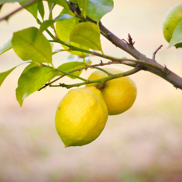 Graines de citronnier - Anciennes, pollinisation libre, sans OGM - Culture à l'intérieur, à l'extérieur, en pots, dans des plates-bandes, dans la terre, culture hydroponique et aquaponie