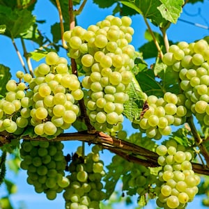 Green Grape Seeds - Organic, Heirloom, Open Pollinated, Non GMO - Grow Indoors, Outdoors, In Pots, Grow Beds, Soil, Hydroponics & Aquaponics
