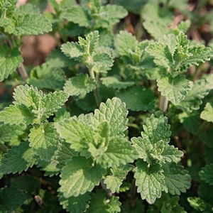 May include: A close-up of a patch of green leafy plants with a textured surface. The leaves are arranged in a cluster and have a slightly serrated edge.