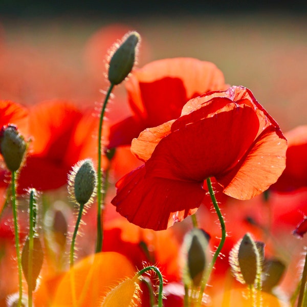 Red Poppy Flower Seeds - Grow Beautiful Flowers Indoors, Outdoors, In Pots, Grow Beds, Soil, Hydroponics & Aquaponics