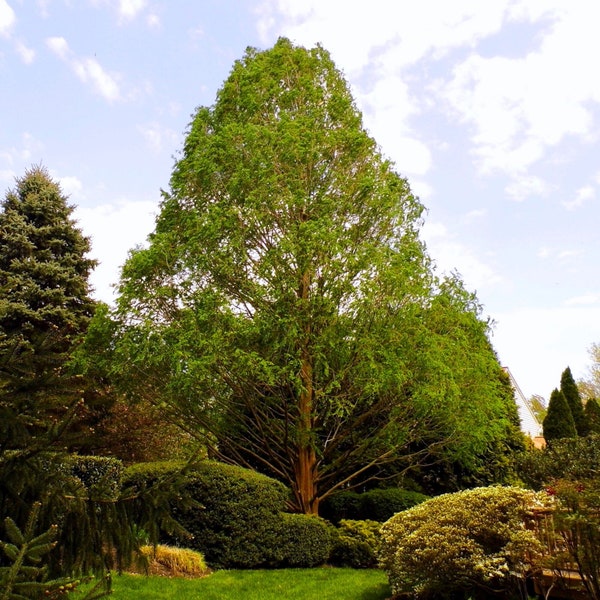 Dawn Redwood Tree Seeds - Heirloom, Open Pollinated, Non GMO - Grow Indoors, Outdoors, In Pots, Grow Beds, Soil, Hydroponics & Aquaponics