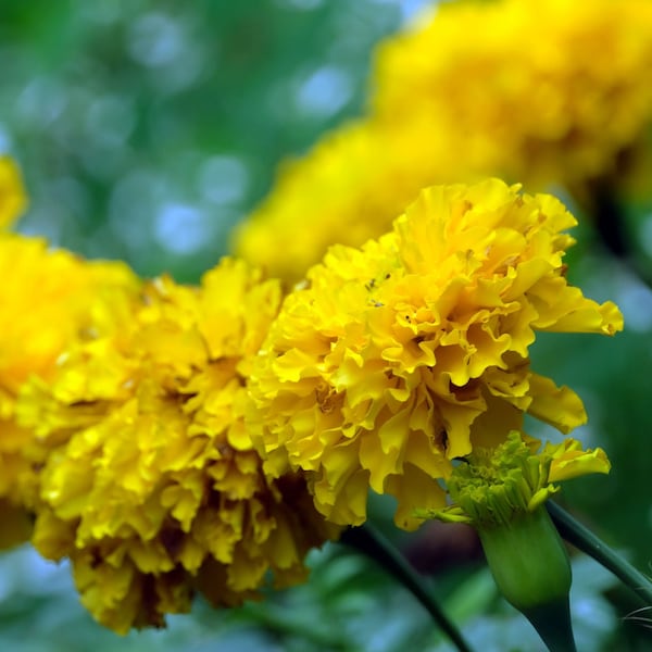 Yellow Marigold Flower Seeds - Grow Beautiful Flowers Indoors, Outdoors, In Pots, Grow Beds, Soil, Hydroponics & Aquaponics