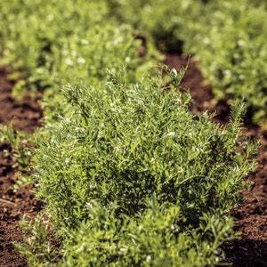 Lentil Seeds - Organic, Heirloom, Open Pollinated, Non GMO - Grow Indoors, Outdoors, In Pots, Grow Beds, Soil, Hydroponics & Aquaponics