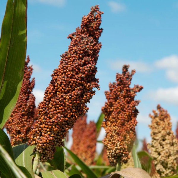 Sorghum Organic Seeds - Heirloom, Open Pollinated, Non GMO - Grow Indoors, Outdoors, In Pots, Grow Beds, Soil, Hydroponics & Aquaponics