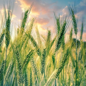 Puede incluir: Un campo de tallos de trigo altos y verdes con un fondo suave y borroso de un cielo nublado. Los tallos de trigo están enfocados y parecen balancearse suavemente en la brisa.