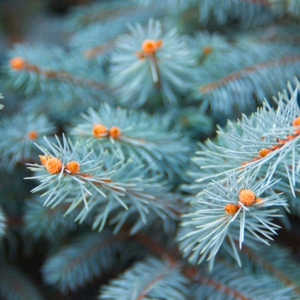 Blue Spruce Tree Seeds - Heirloom, Open Pollinated, Non GMO - Grow Indoors, Outdoors, In Pots, Grow Beds, Soil, Hydroponics & Aquaponics
