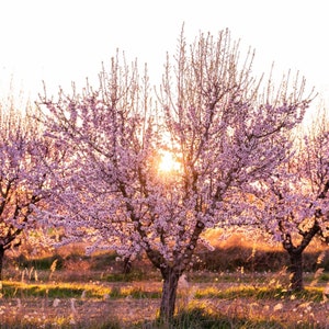 Almond Tree Organic Seeds - Heirloom, Open Pollinated, Non GMO - Grow Indoors, Outdoors, In Pots, Grow Beds, Soil, Hydroponics & Aquaponics