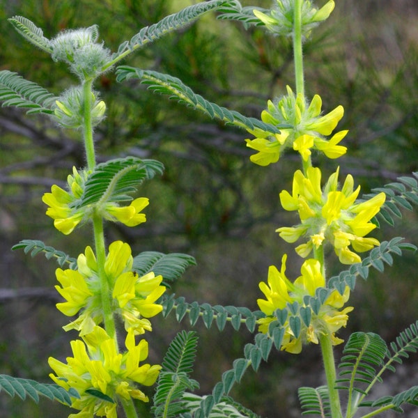 Astragalus Herb Seeds - Heirloom, Non GMO - Indoors, Outdoors, In Pots, Grow Beds, Soil, Hydroponics & Aquaponics