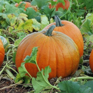 Zuckerkürbissamen - Bio, Heirloom, offen bestäubt, nicht GMO - wachsen drinnen, draußen, Töpfe, Zuchtbeete, Erde, Hydroponik & Aquaponik