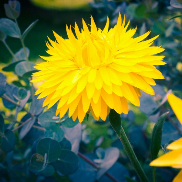 Yellow Strawflower Seeds - Grow Beautiful Flowers Indoors, Outdoors, In Pots, Grow Beds, Soil, Hydroponics & Aquaponics