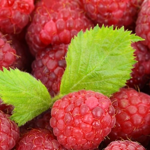 May include: Close-up of a cluster of red raspberries with green leaves. The raspberries are arranged in a group, with some of the leaves overlapping the fruit.