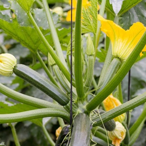 Zucchini Organic Seeds - Heirloom, Open Pollinated, Non GMO - Grow Indoors, Outdoors, In Pots, Grow Beds, Hydroponics & Aquaponics