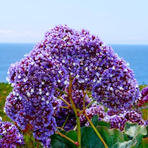 Semillas de flores de lavanda marina: cultive hermosas flores en interiores, exteriores, macetas, camas de cultivo, tierra, hidroponía y acuaponía.