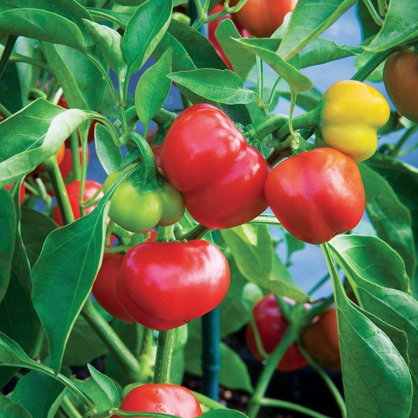 Red Cherry Pepper Organic Seeds - Heirloom, Open Pollinated, Non GMO - Grow Indoor, Outdoors, Pots, Grow Beds, Soil, Hydroponic, Aquaponic