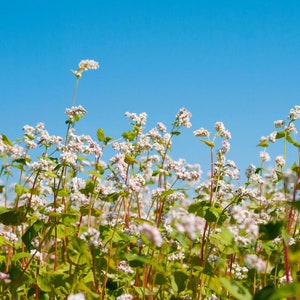 以下が含まれることがあります： 明るい青い空を背景に、白いそばの花が咲いている畑