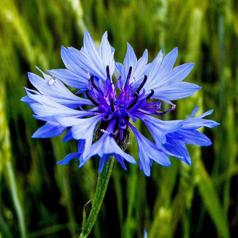 Mibuna seeds | The Seed Collection