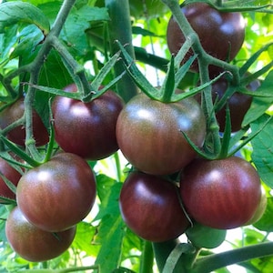 May include: Close-up of a cluster of dark purple tomatoes growing on a vine. The tomatoes are round and have a smooth, glossy skin.