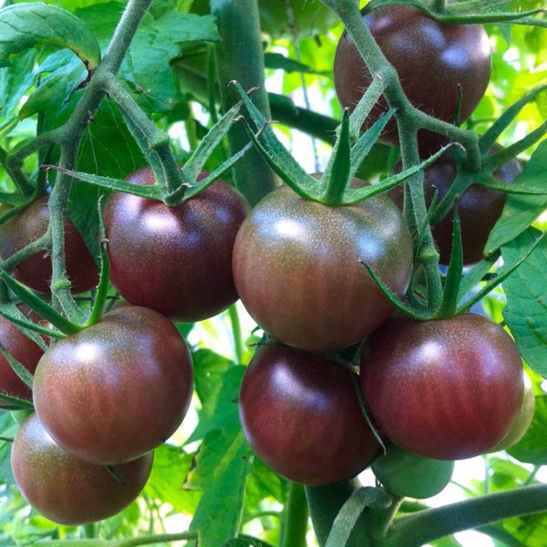 Graines de tomate cerise noire biologiques - Héritage, sans OGM - Culture à l'intérieur, à l'extérieur, en pots, dans les plates-bandes, dans la terre, culture hydroponique, aquaponie