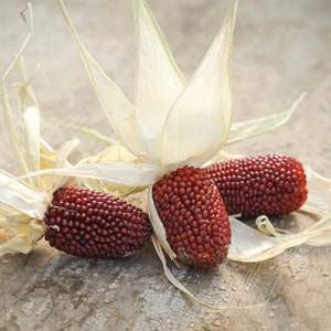 Jordgubbspopcornfrön - Ekologiska, arvsgods, öppet pollinerade, icke-GMO - Odla inomhus, utomhus, i odlingsbäddar, hydroponik och akvaponik