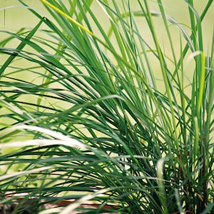 Lemongrass Organic Seeds - Heirloom, Open Pollinated, Non GMO - Grow Indoors, Outdoors, In Pots, Grow Beds, Hydroponics & Aquaponics