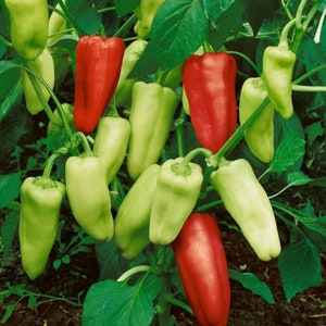 May include: A close-up of a pepper plant with green and red peppers. The peppers are hanging from the branches of the plant. The plant is growing in a garden.