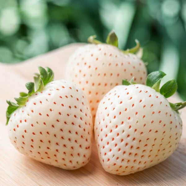 White Strawberry Organic Seeds - Heirloom, Non GMO - Grow Indoors, Outdoors, In Pots, Grow Beds, Soil, Hydroponics & Aquaponics