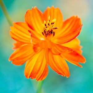 Puede incluir: Una sola flor de cosmos naranja con un centro amarillo. La flor está enfocada y el fondo está desenfocado.